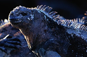 Marine Iguana Gallery: Marine iguana (Amblyrhynchus cristatus) Ecuador, close-up