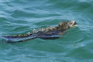 Marine Iguana -Amblyrhynchus cristatus- swimming in the sea, Isabela Island, Galapagos Islands, Ecuador