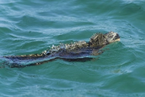 Marine Iguana Gallery: Marine Iguana -Amblyrhynchus cristatus- swimming in the sea, Isabela Island, Galapagos Islands