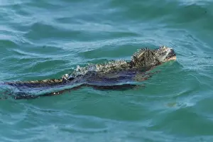 Galapagos Prints: Marine Iguana -Amblyrhynchus cristatus- swimming in the sea