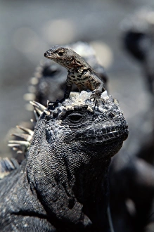 Marine Iguana Gallery: Marine iguana (Amblyrnchus cristatus) with young, Ecuador