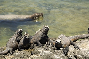 Marine Iguana Gallery: Marine Iguana relaxing, Galapagos Islands