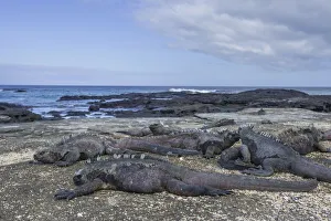 Images Dated 23rd December 2012: Marine Iguanas -Amblyrhynchus cristatus-, San Salvador Island, Galapagos Islands, Ecuador
