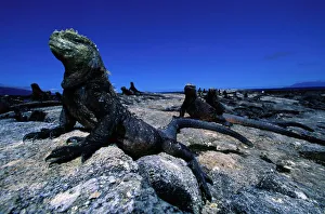 Marine Iguana Gallery: Marine iguanas (Amblyrhynchus cristatus) Ecuador