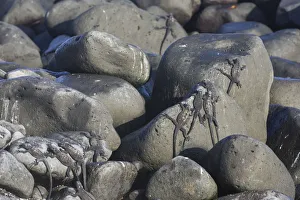 Marine Iguana Gallery: Marine Iguanas -Amblyrhynchus cristatus- on rocks, Espanola Island, Galapagos Islands, Ecuador