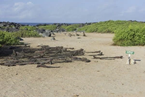 Marine Iguana Gallery: Marine Iguanas -Amblyrhynchus cristatus- on a sandy beach, Espanola Island, Galapagos Islands