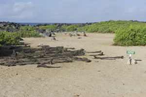 Marine Iguana Gallery: Marine Iguanas -Amblyrhynchus cristatus- on a sandy beach, Espanola Island, Galapagos Islands