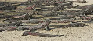 Scaled Reptile Prints: Marine Iguanas -Amblyrhynchus cristatus- on a sandy beach