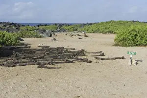 Scaled Reptile Prints: Marine Iguanas -Amblyrhynchus cristatus- on a sandy beach
