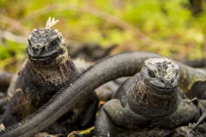 Marine Iguana Gallery: Marine Iguanas, Galapagos