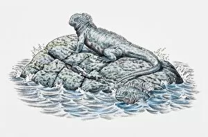 Marine Iguana Gallery: Two marine iguanas, on a rock and in the water