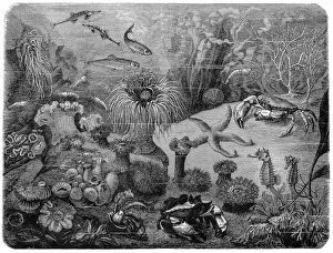 Marine life