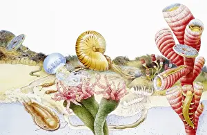 Seashell Prints: Marine life on beach and underwater