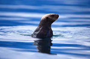 Alaska Us State Prints: A marine mammal native to both American and Asian shores of Pacific Ocean, living
