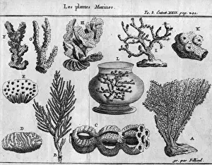 Marine Plants