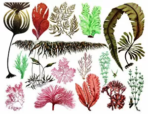 Isolated Collection: Marine plants, leaves and seaweed, coral