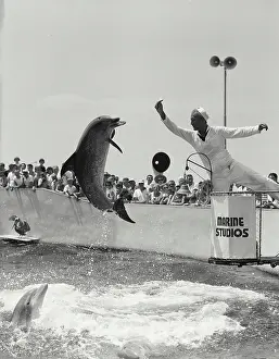 Action Prints: Marineland- Attendant feeding porpoise and porpoise leaping in mid-air in Florida