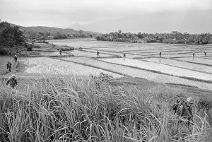 Rice Paddy Prints: US Marines Crossing Rice Paddy