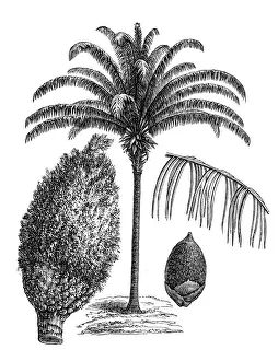 Maripa palm (Attalea maripa)