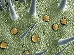 High Prints: Marjoram leaf surface, scanning electron microscope (SEM)