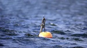Marking Gallery: Marker buoy