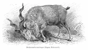 Images Dated 31st May 2016: Markhor goat engraving 1897