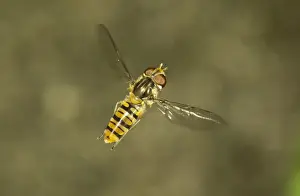 True Fly Prints: Marmalade Hoverfly -Episyrphus balteatus-, female in flight, Baden-Wurttemberg, Germany