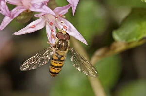 Images Dated 6th July 2012: Marmalade Hoverfly -Episyrphus balteatus- feeding on pollen, Untergroeningen, Baden-Wuerttemberg
