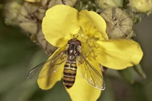 Marmalade Hoverfly -Episyrphus balteatus-, female, Untergroeningen, Baden-Wuerttemberg, Germany, Europe
