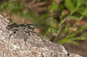 Longicorn Prints: Marmorated Longhorn Beetle -Monochamus sutor- on a tree trunk, Vorarlberg, Austria