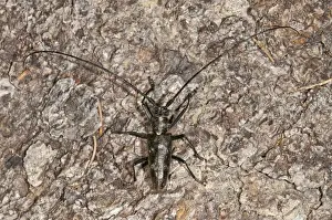 Longicorn Prints: Marmorated Longhorn Beetle -Monochamus sutor- on a tree trunk, Vorarlberg, Austria