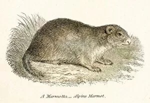 Images Dated 3rd April 2017: Marmot engraving 1803