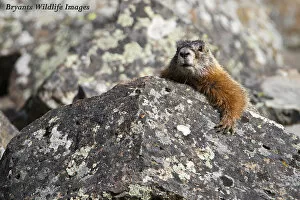 Images Dated 21st May 2017: Marmot Hangout