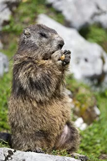 Images Dated 16th June 2013: Marmot -Marmota marmota- nibbling on a peanut, Salzburger Land, Austria