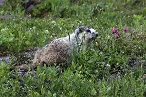 Images Dated 13th August 2013: Marmot -Marmota sp.-, Glacier National Park, Montana, United States