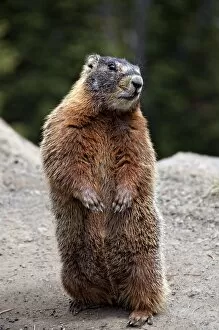 Images Dated 22nd June 2010: Marmot Rearing Up on Hind Legs in Yellowstone