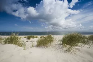 Sandy Beach Gallery: Marram grass on the beach, List, Sylt island, Schleswig-Holstein, Germany, Europe