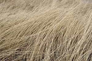 Images Dated 6th April 2012: Marram grass in winter