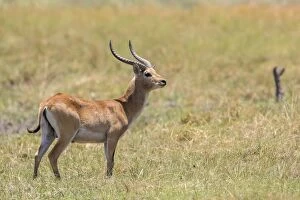Images Dated 7th November 2012: Marsh antelope -Kobus leche-, Bwabwata National Park, Caprivi Strip, Namibia, Africa