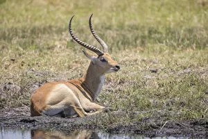 Marsh antelope -Kobus leche-, Bwabwata National Park, Caprivi Strip, Namibia, Africa
