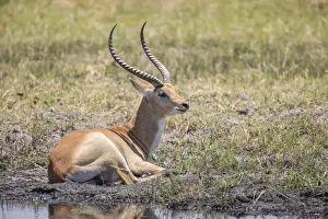 Bwabwata National Park Prints: Marsh antelope -Kobus leche-, Bwabwata National Park, Caprivi Strip, Namibia, Africa