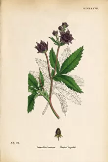 Images Dated 20th September 2017: Marsh Cinquefoil, Potentilla Comarum, Victorian Botanical Illustration, 1863