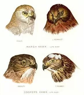 marsh and Cooper hawk birds lithograph 1897