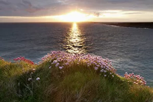 Blooming Gallery: Marsh Daisy (Armeria maritima), coast at Doolin, County Clare, Ireland, Europe