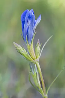 Asteridae Prints: Marsh Gentian (Gentiana pneumonanthe)