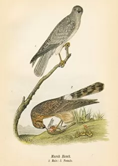 Hawk Bird Collection: Marsh hawk bird lithograph 1890