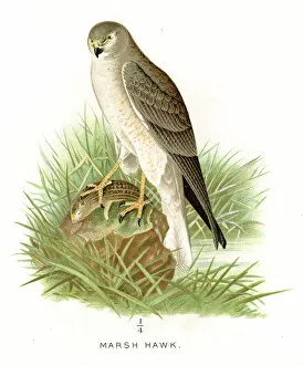 Hawk Bird Collection: Marsh hawk lithograph 1897