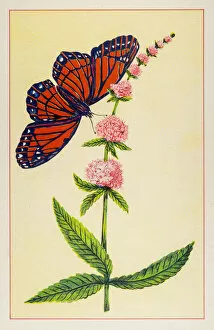 Monarch Butterfly (Danaus plexippus) Gallery: Marsh Hedge Nettle