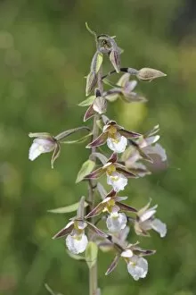 Marsh Helleborine -Epipactis palustris-, Mala Fatra National Park, Slovakia, Europe