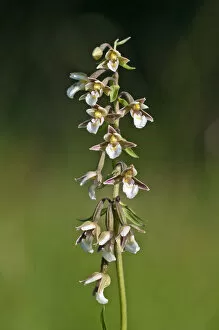 Images Dated 6th August 2013: Marsh Helleborine -Epipactis palustris-, Vorarlberg, Austria